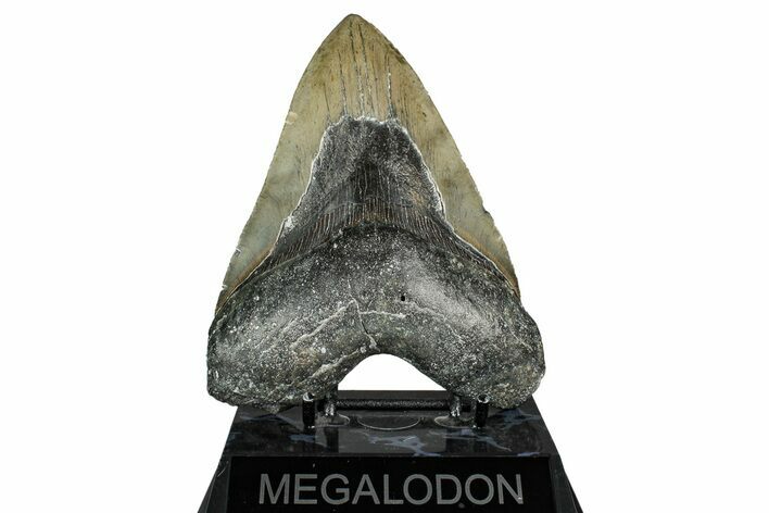 Serrated, Fossil Megalodon Tooth - North Carolina #338593